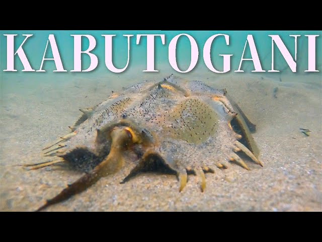 生きた化石】カブトガニの泡ぶくぶく貴重な産卵シーンに出会う in