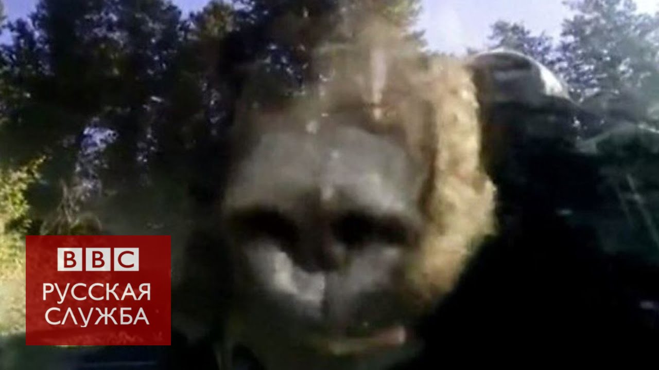 Медведь набросился на машину