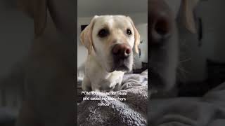 Please do not ignore this. Mochi needs life saving treatment. Link in my bio#cancer #cancerfighter