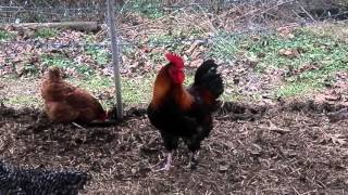 French Wheaten Marans rooster #5