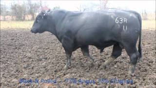 Chiangus bull breeding cows at CK Cattle