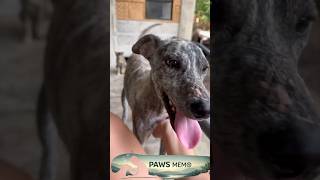 He Was Fighting Just to Survive Now He’s Thriving in a Loving Home | PAWS MEMO
