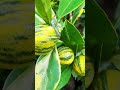Sunkist varigata yg unik dan segar berkebun pohonbuah jualbibit bibitbuah sunkist jeruk diy