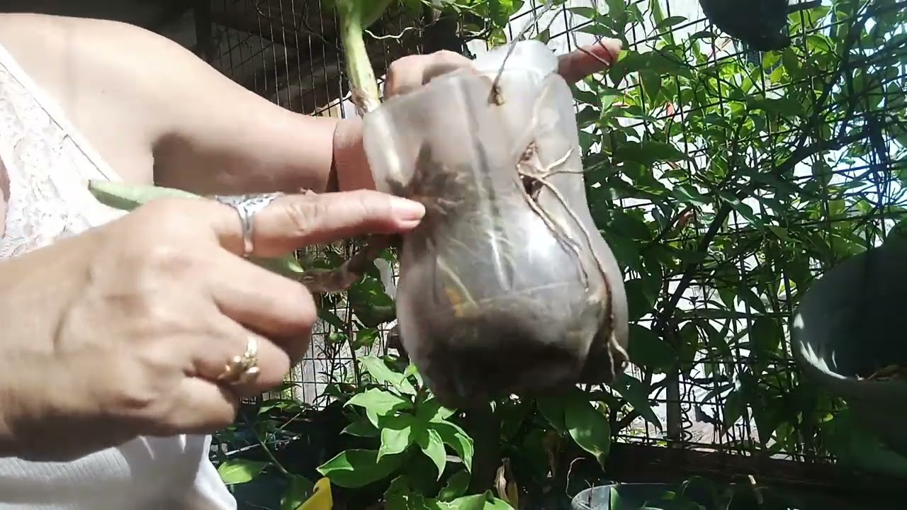 Mag proning Tau Ng mga orchids #highlights # followers# highlightseveryone