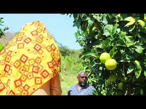 Harargee Bahaa Aanaa Meettaa Magaalaa Sarkamaatti Misooma Burtukaana Sadaasa 8 2017