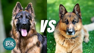 King Shepherd vs. German Shepherd: Which Is Right for You? by Smart Dog Lover 4,177 views 1 year ago 11 minutes, 24 seconds