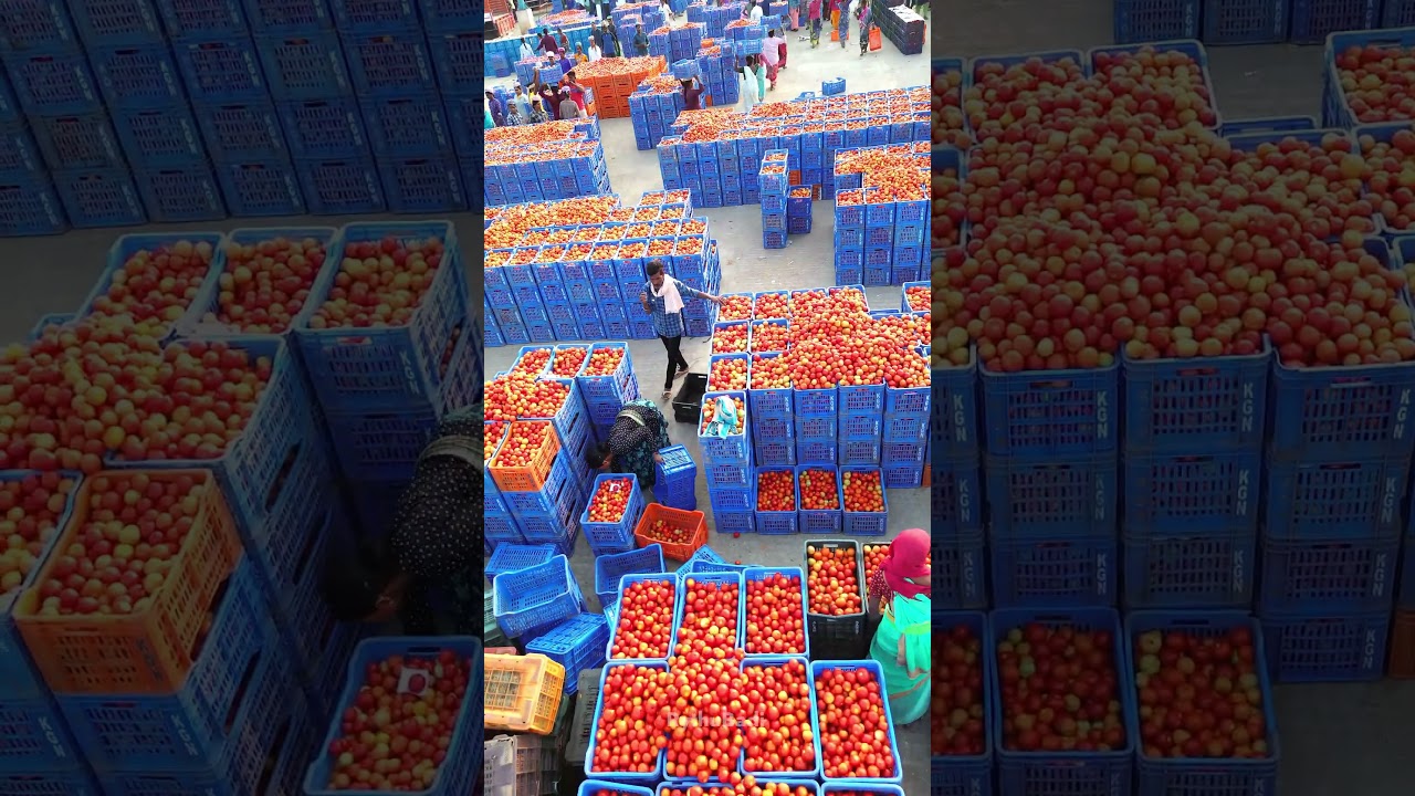 6 Rs KG Tomato #Tomatomarket #rythubadi #madanapalle