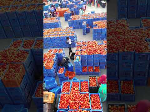 6 Rs KG Tomato #Tomatomarket #rythubadi #madanapalle