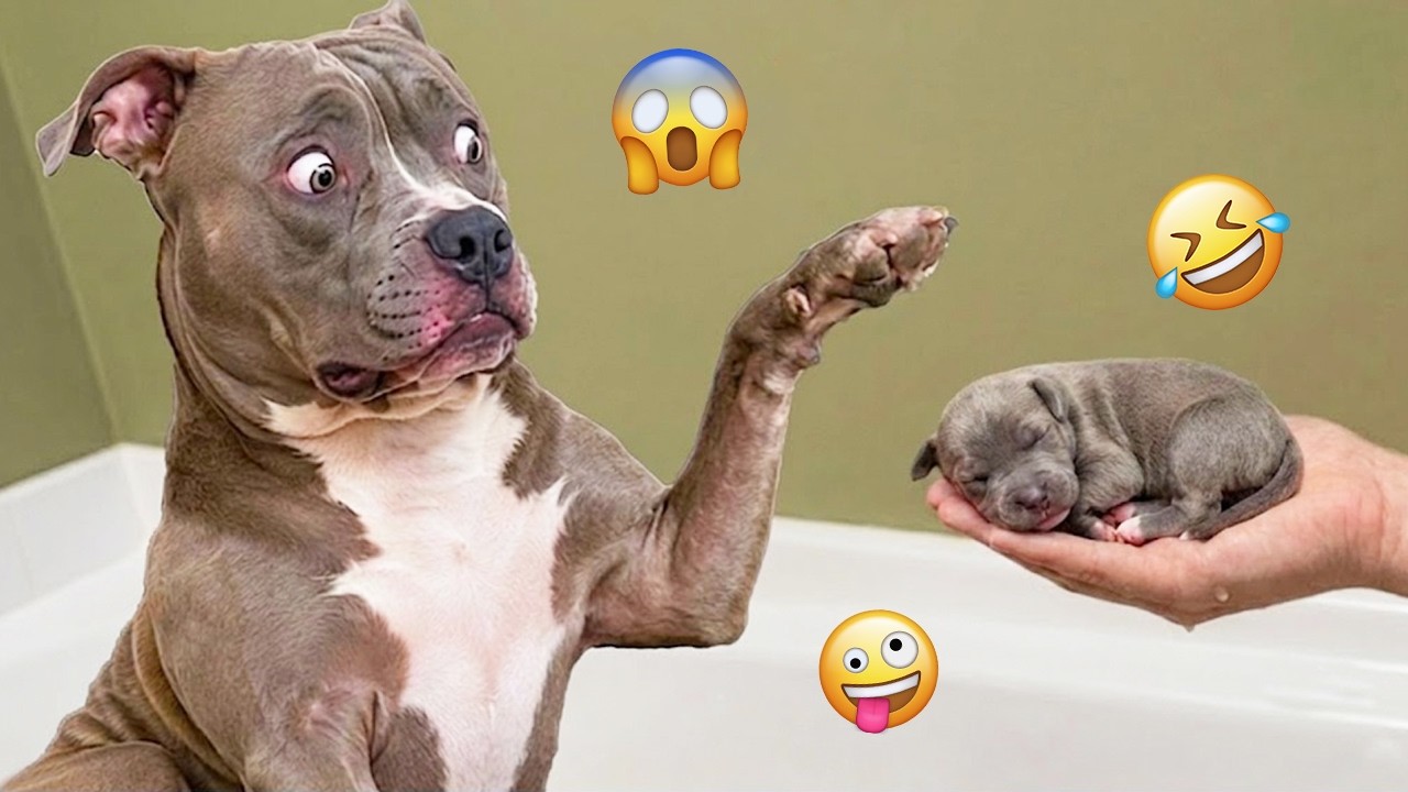 You Can’t Stop Laughing At These Dogs 🤣 FUNNIEST DOGS Video 2026 #25 ...