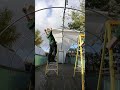Adding a new cover for our polytunnel