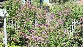 Loads of Buddleia at Barnetby Station 20/07/2026