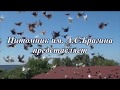 Питомник Николаевских Высоколетных голубей им  А С  Брагина  Презентация