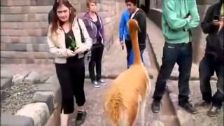 Funny Videos Llama Attack Running Vine   Funny Cats   Funny Animals Compilation   Funny Vines 2015