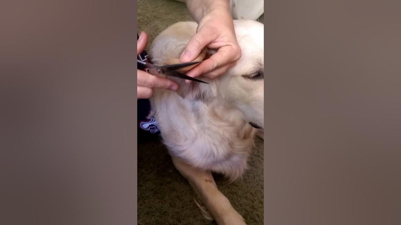 Golden Retriever Ear Trimming YouTube