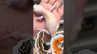 Gecko RepJak kok gendut-gendut sih? Ini jawabannya! #gecko #leopardgecko #gutload
