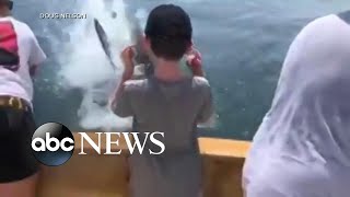 Great white shark snags fish off boy's fishing line Great white shark snags fish off boy's fishing line