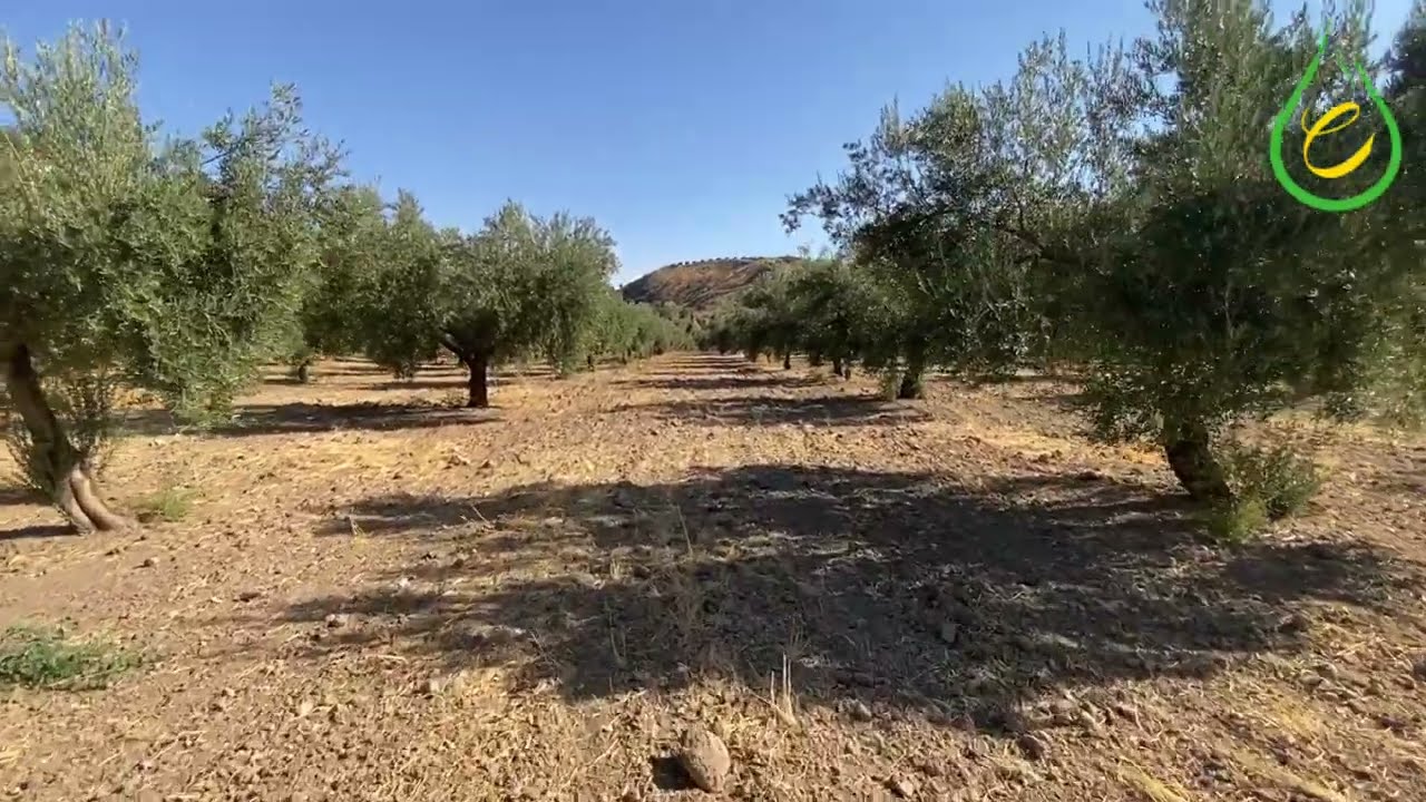 eoloe - 175 - 03/10/2025 - Diferencias entre plantaciones de 7x7 y de 8 x8 metros - Olivar.