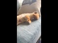 目を開けたまま寝る犬が怖かわいい