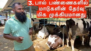 3.Which cow is best for dairy farm? Holstein | Jersey cows in dairy farm screenshot 2