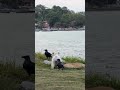 Pupp Love #shorts #pets #love #usa #trending #viral #youtubeshorts #viralvideo #shortvideo #cutepup