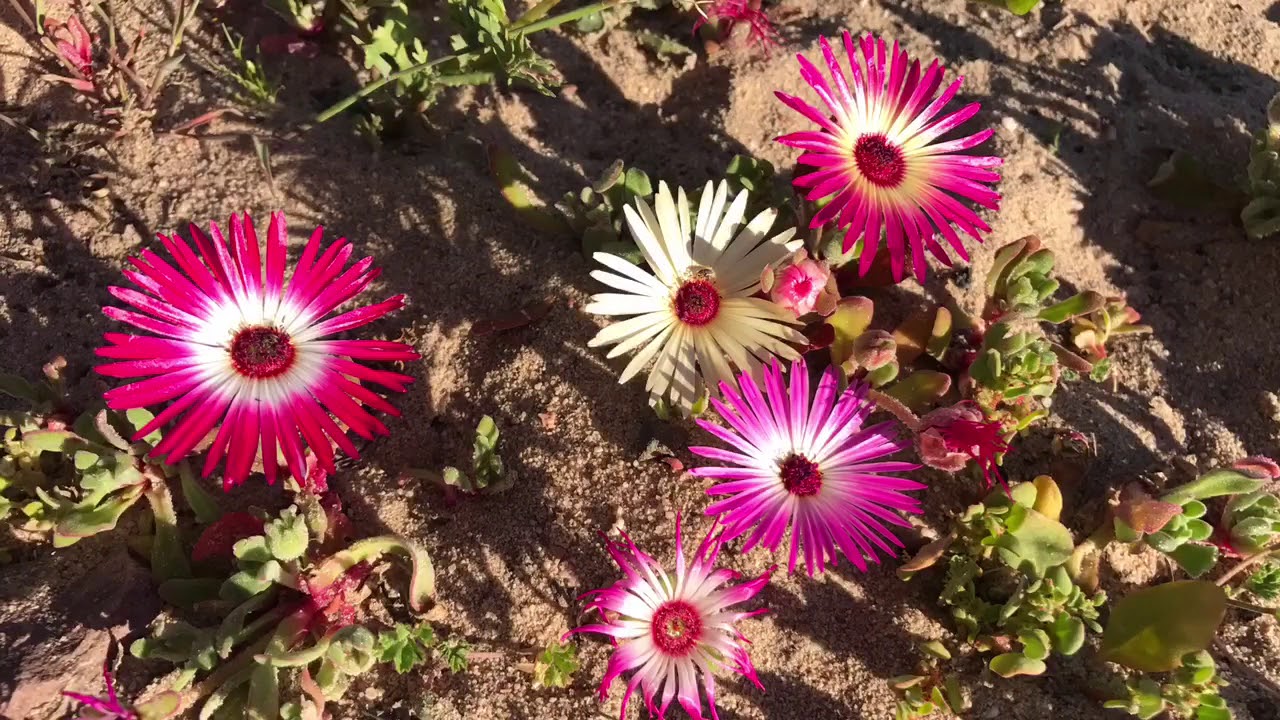 Redelinghuys Art Exhibition