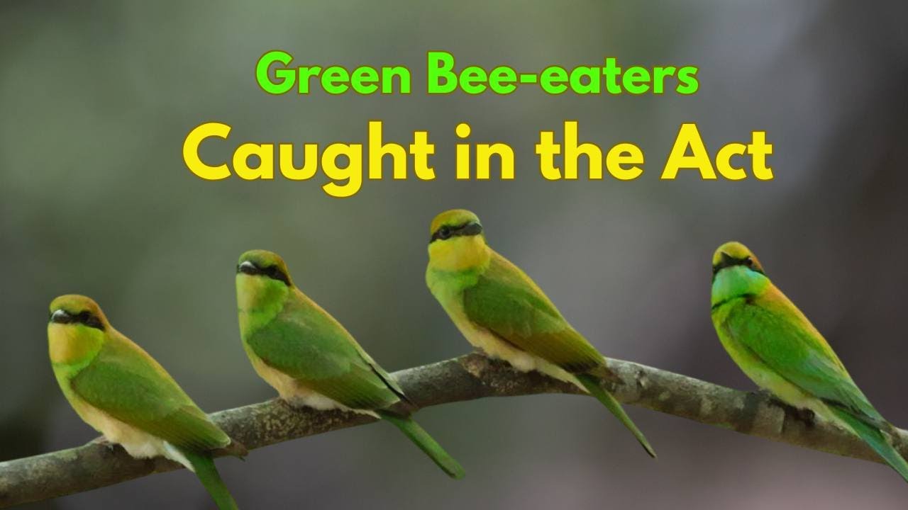 Feeding Time in the Wild: Green Bee eaters in Action | Rare Bird Behavior! 