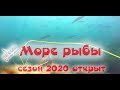 МОРЕ РЫБЫ. ХОД КЕФАЛИ 2020. Подводная охота. открытие охоты