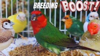 Download Lagu The Secret Food That Supercharges Finch Breeding (Sprouted Seeds) MP3