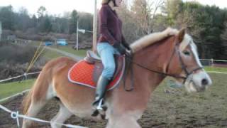 Haflinger ~ Flat Work & Jumping Her Highest Jump Yet; 2'9!
