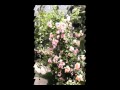キャンディーズ_内気なあいつ.wmv