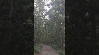 Jungle Safari Chitawan National Park Safari National Park