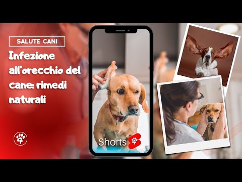 Video: Problemi comuni dell'orecchio del cane