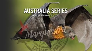 Fruit bats at dusk | Sandgate, Queensland, Australia | Marquestra Resimi