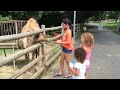 Unexpected🐪 animals attacks ! Afv funniest home