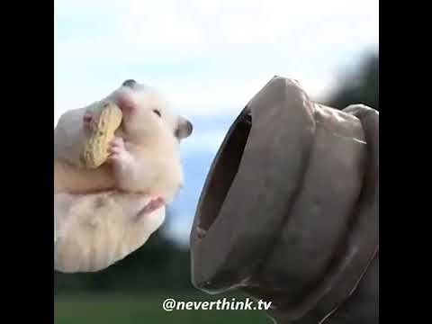 hamster cannon!!!!!  xD