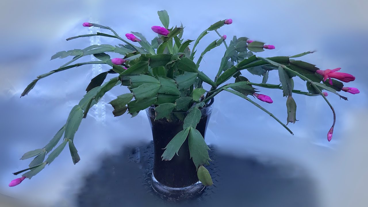 Schlumbergera growing in the water and peat moss. YouTube