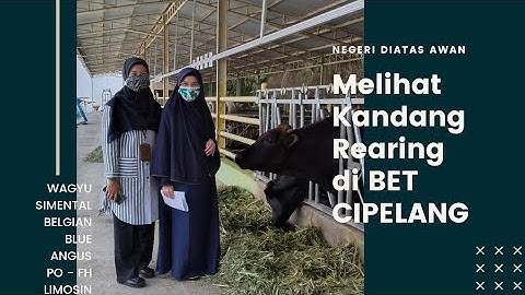 MELIHAT KANDANG REARING DI BET CIPELANG || SAPI WAGYU, BELGIAN BLUE, SIMMENTAL, LIMOSIN, ANGUS