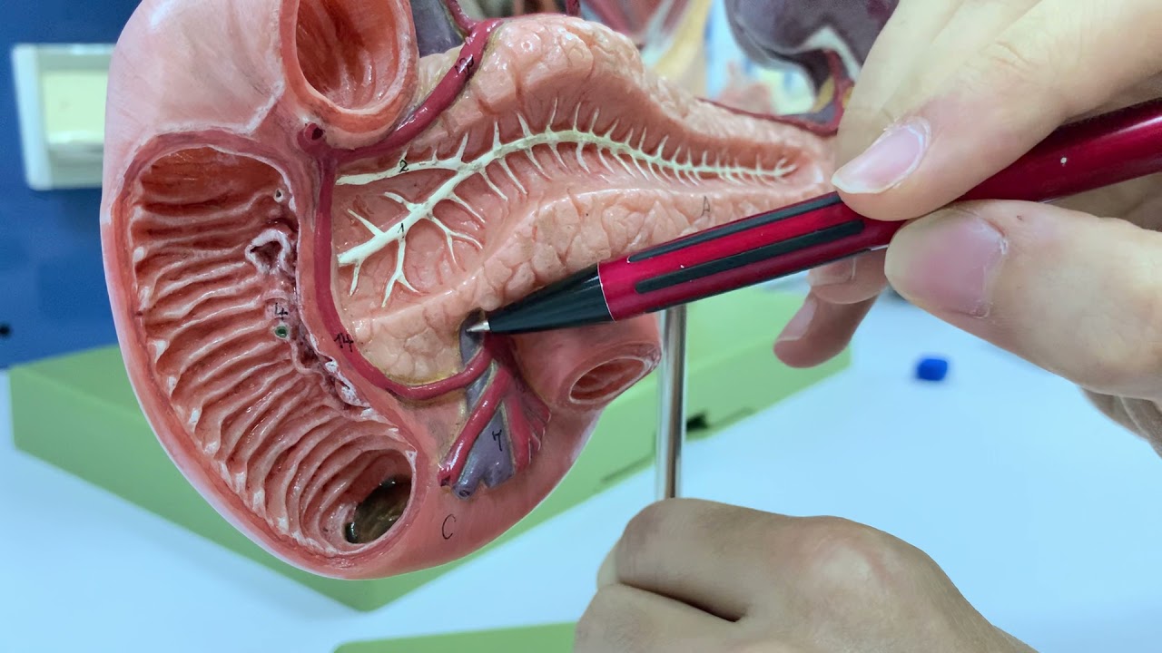 Pankreas, Duodenum ve Dalak Damarları