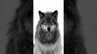 fotos de lobos screenshot 4