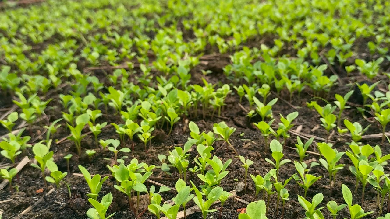 TRỒNG HOA TẾT 2024..GIEO CÚC 7 MÀU ĐƯỢC 13 NGÀY TUỔI