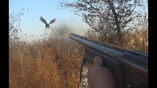 Охота на фазана. 27 октября. Невероятный подранок
