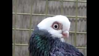 Video <span aria-label=