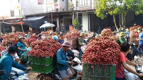 Đây là lý do vải thiều lục ngạn tụt giá tám ngày mới thông quan một xe