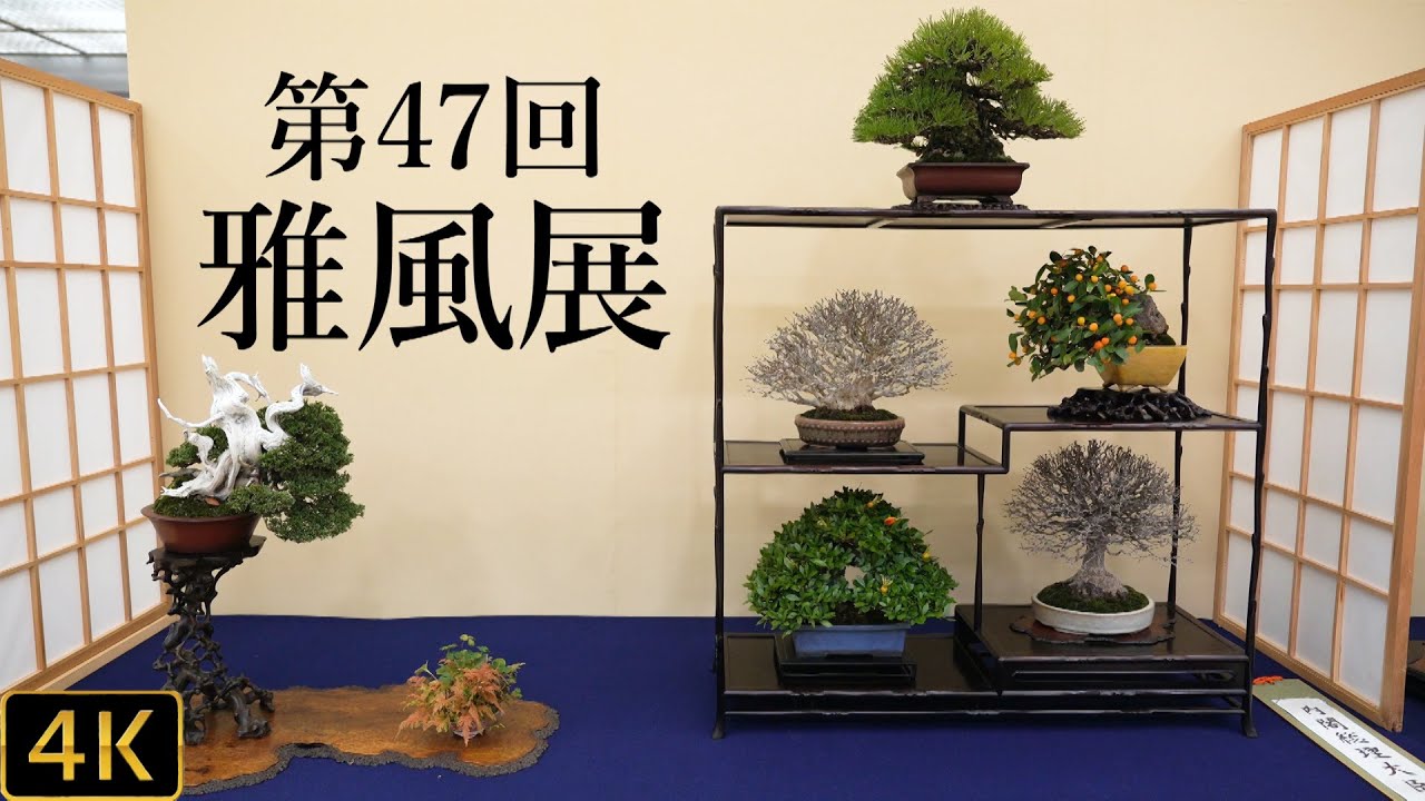 盆栽 maxresdefault.jpg