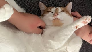 Purrrring | CAT VLOG #98