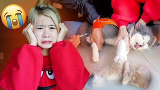 Sedih Banget Pertama Kali Pam Pam Dan Boo Kucing Disuntik