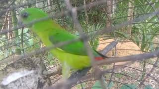 Download Lagu suara pancingan serindit yang malas berbunyi MP3