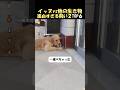 犬vs他の生き物種族を越えた闘い２#海外 #動物 #funnyanimal