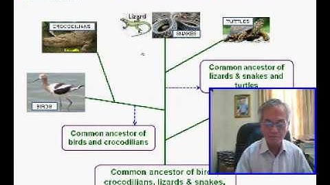 How to identify Agarwood-producing trees - Part 4a