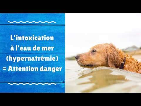 Vidéo: Intoxication à L'eau De Mer - Symptômes, Premiers Soins, Traitement, Conséquences